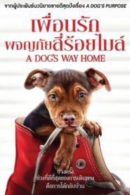 A Dog’s Way Home (2019) ดูหนังมิตรภาพยิ่งใหญ่ของสุนัข