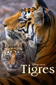 Tiger (2024) ดูหนังออนไลน์กับเรื่องราวแอ็คชันและดราม่า